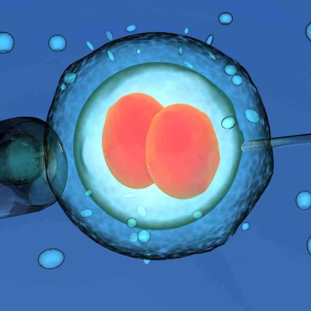 Ovulos
